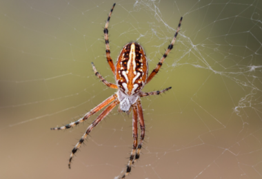 Proč se v některých domech objevuje víc pavouků než jinde