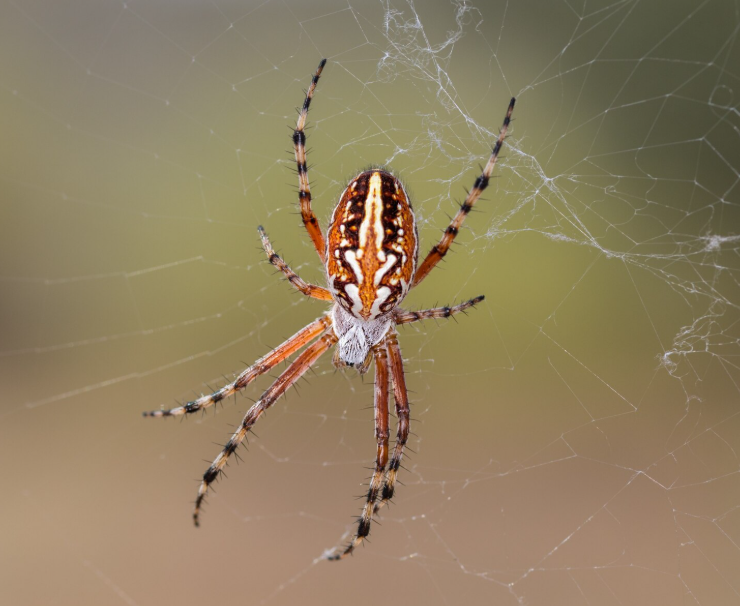 Proč se v některých domech objevuje víc pavouků než jinde